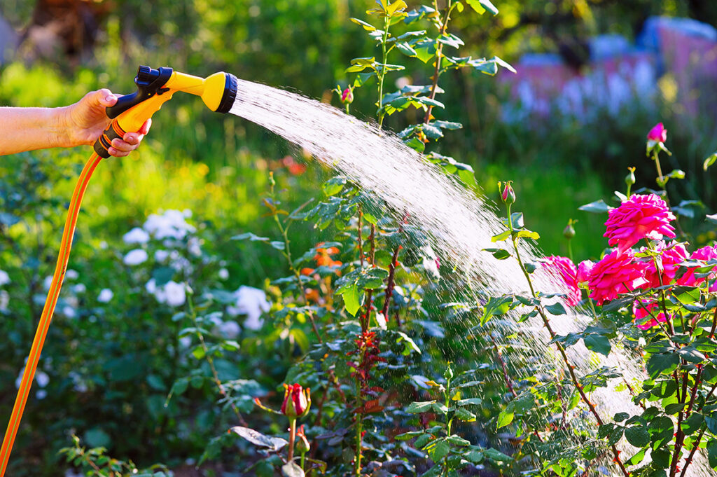 water the plants